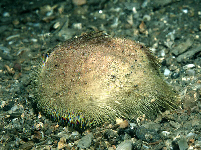 Echinocardium flavescens